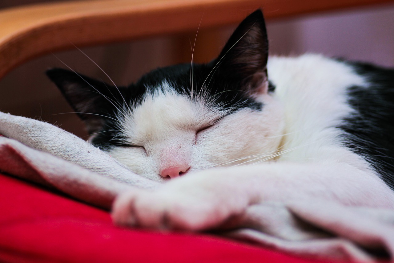 Мечтающая кошка. Кот мечтает. Кошачьи мечты. Котик мечты. Кот в мечтах.