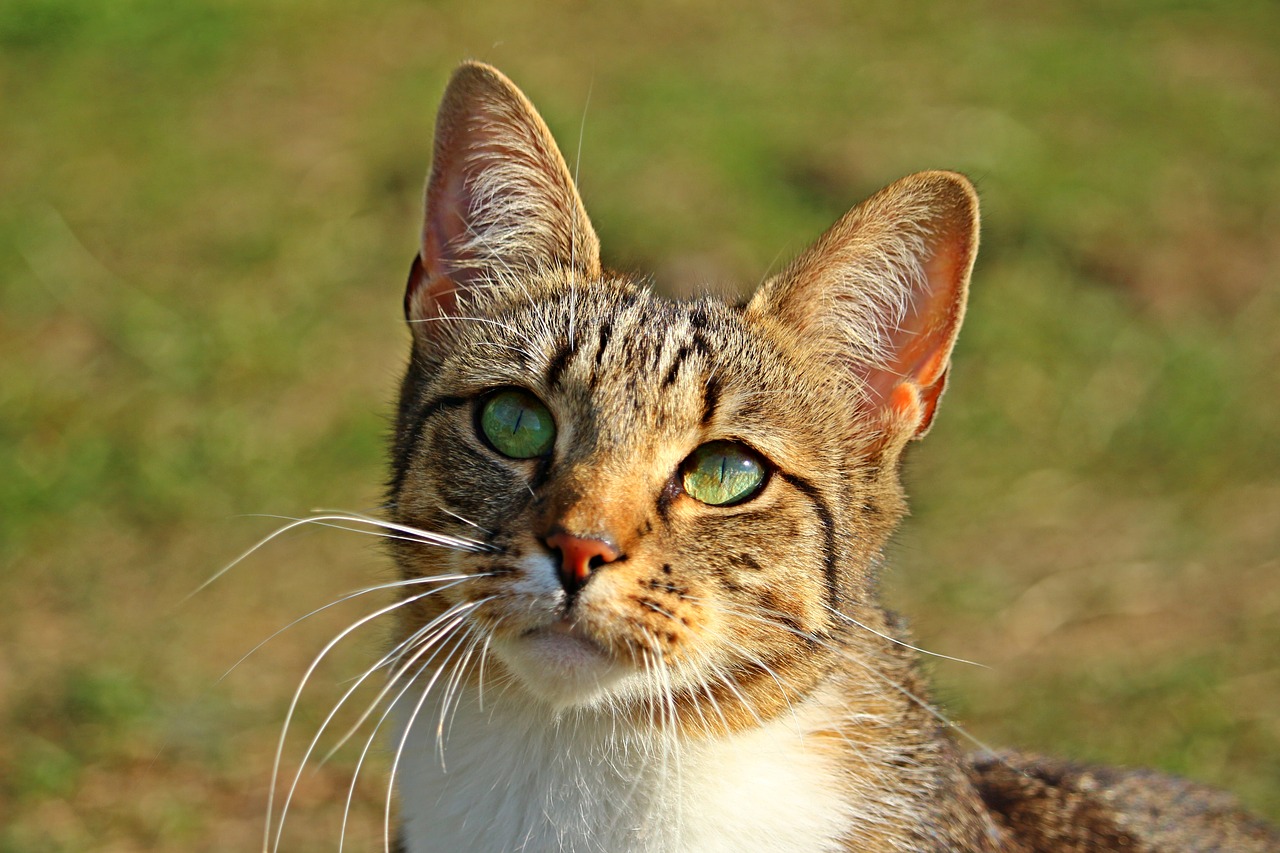 cat  mieze  tiger cat free photo