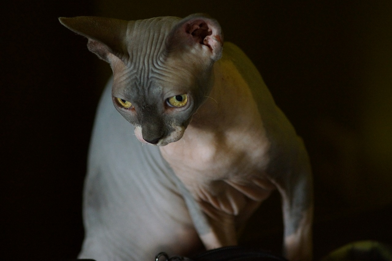 cat  sphynx  look free photo