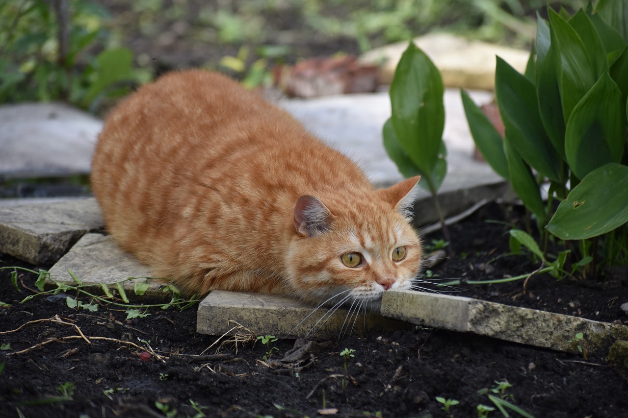 cat  redhead  hunts free photo
