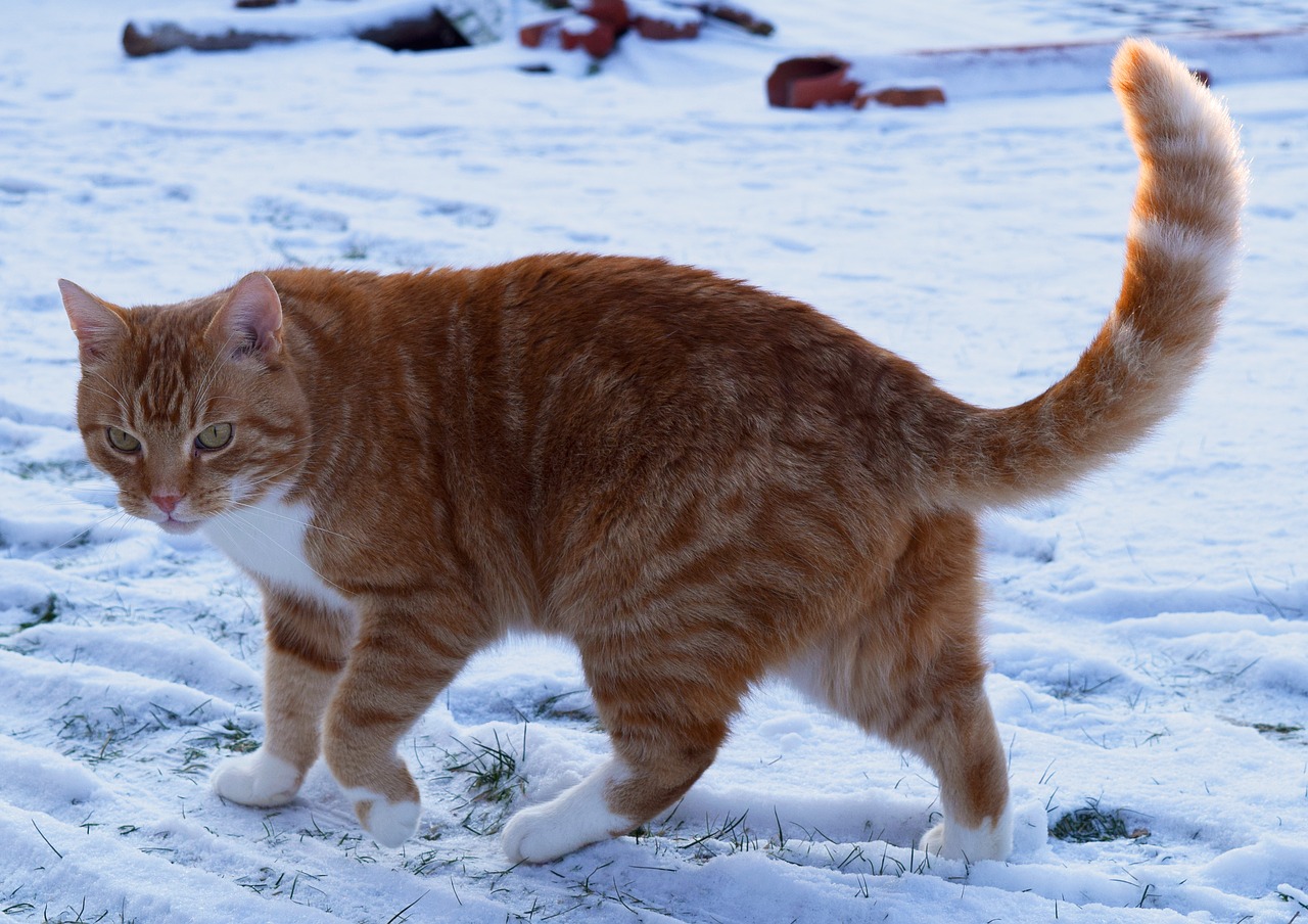 cat  red  cute free photo