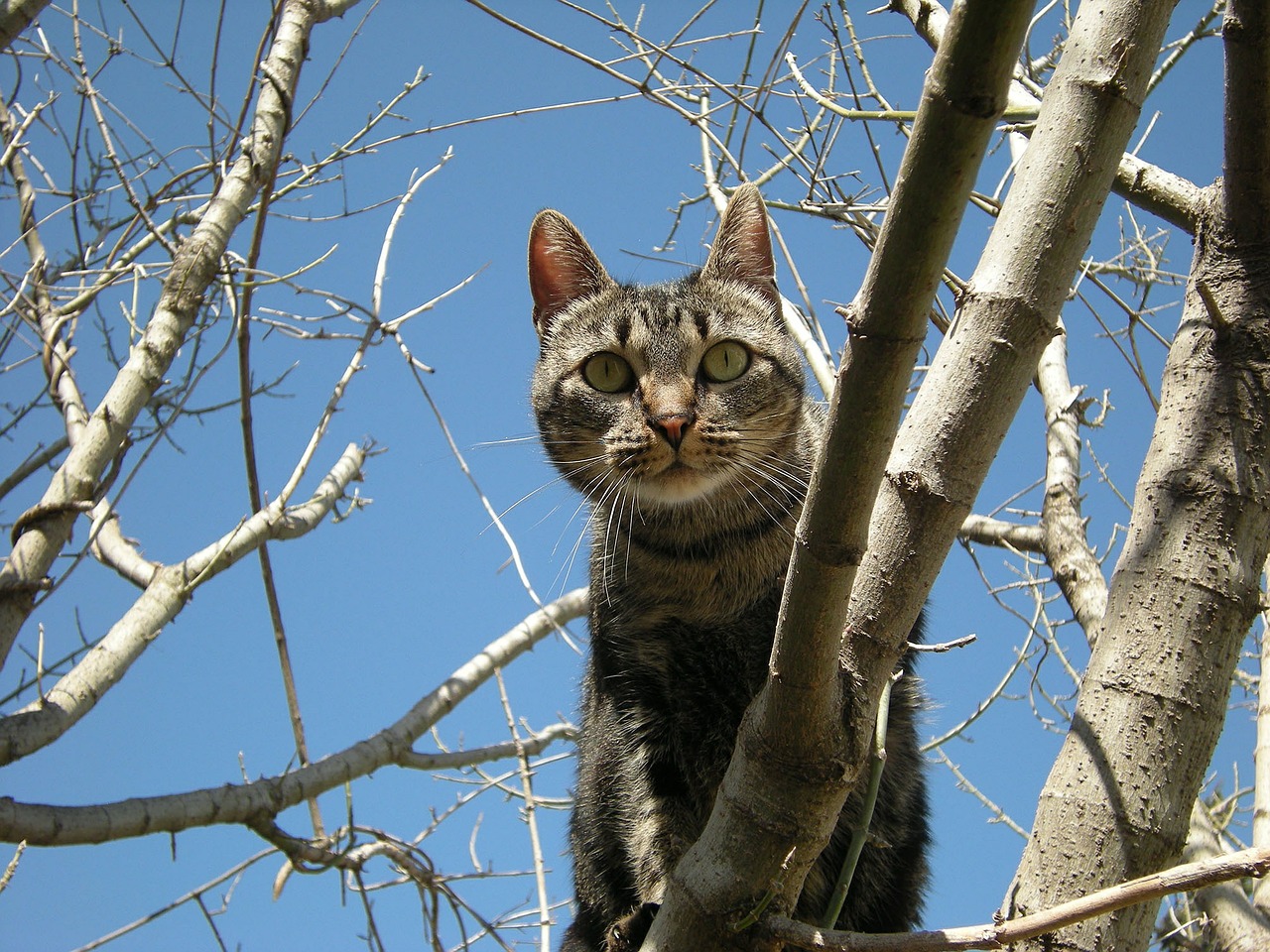 cat tree animal free photo