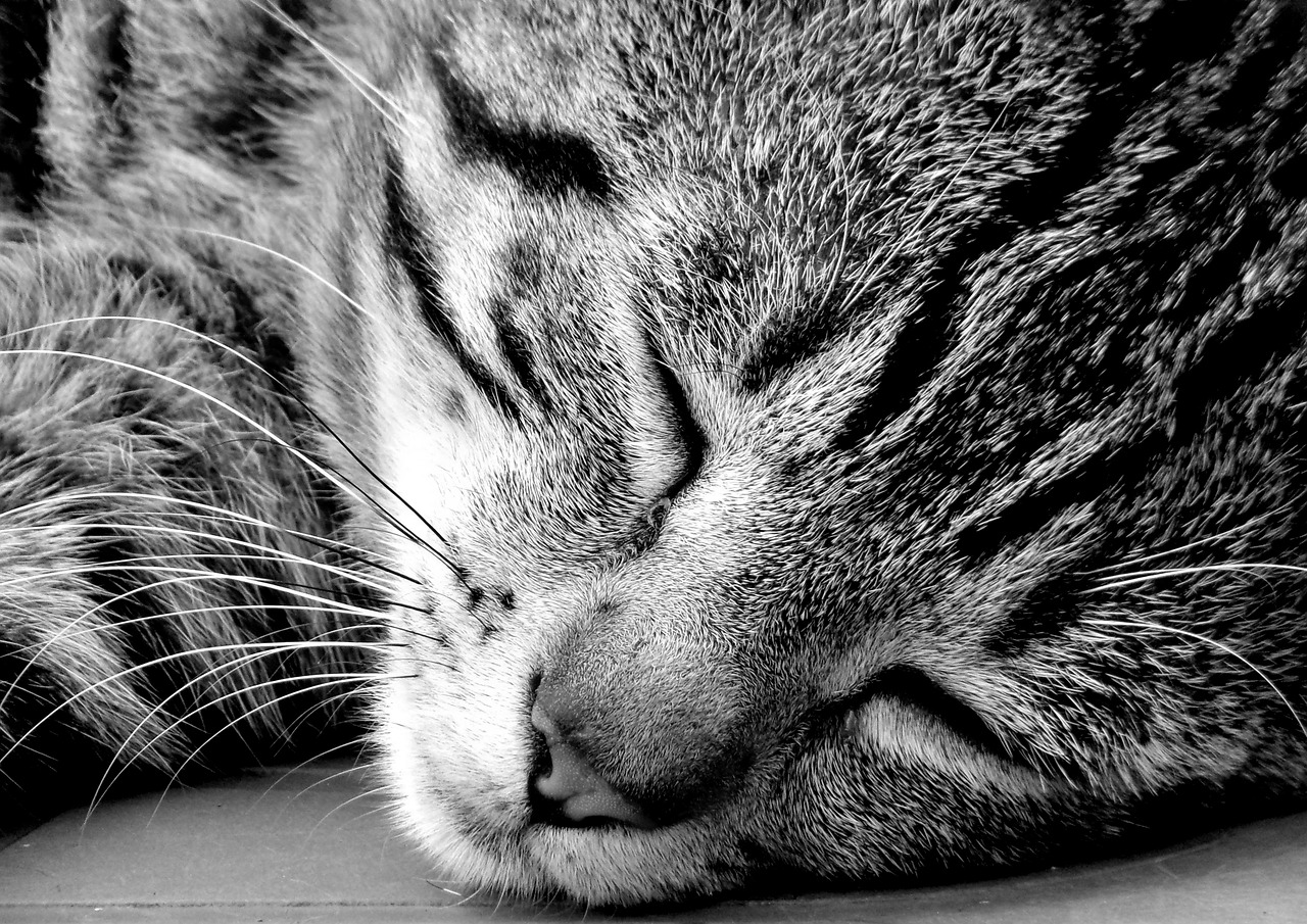 cat  sleep  calm free photo
