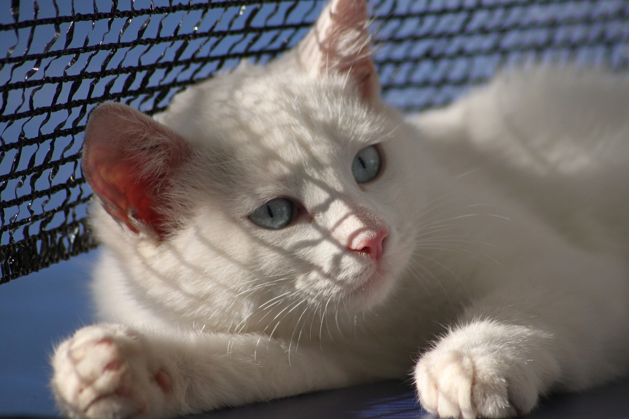 cat  white  kitten free photo