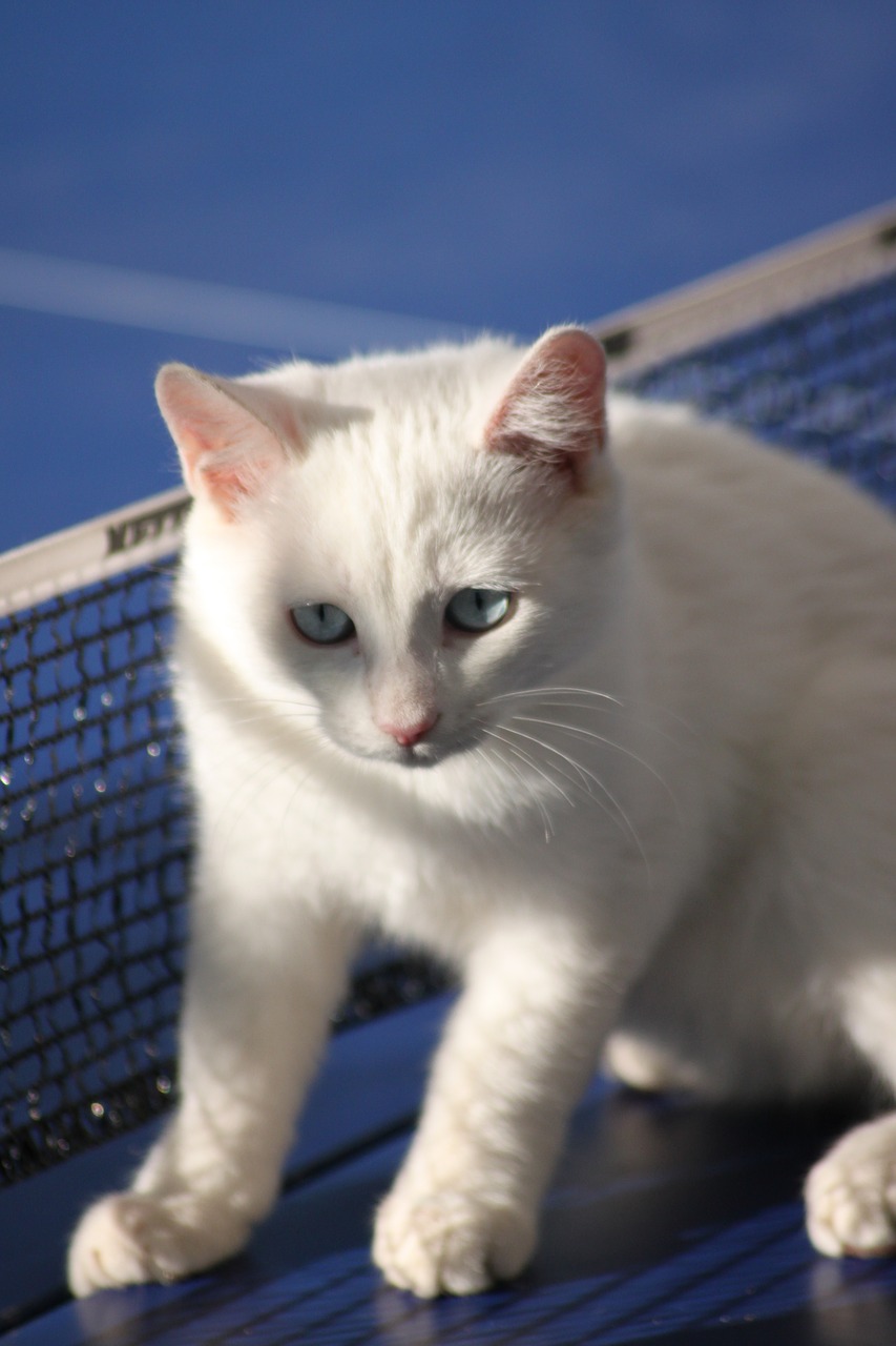 cat  white  kitten free photo