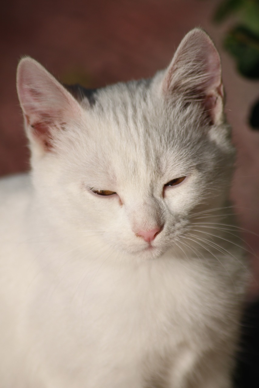 cat  white  kitten free photo