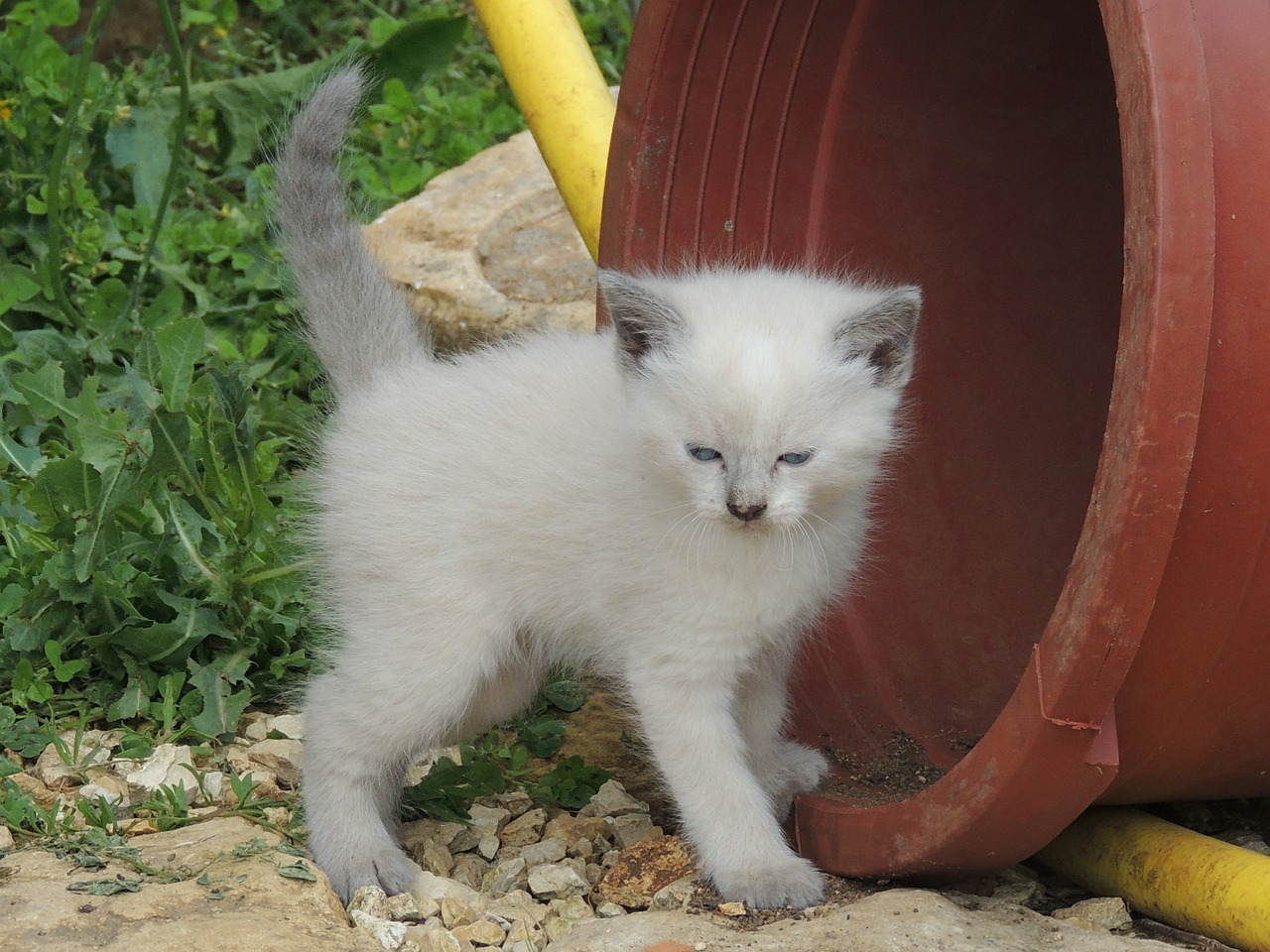 cat kitten white free photo