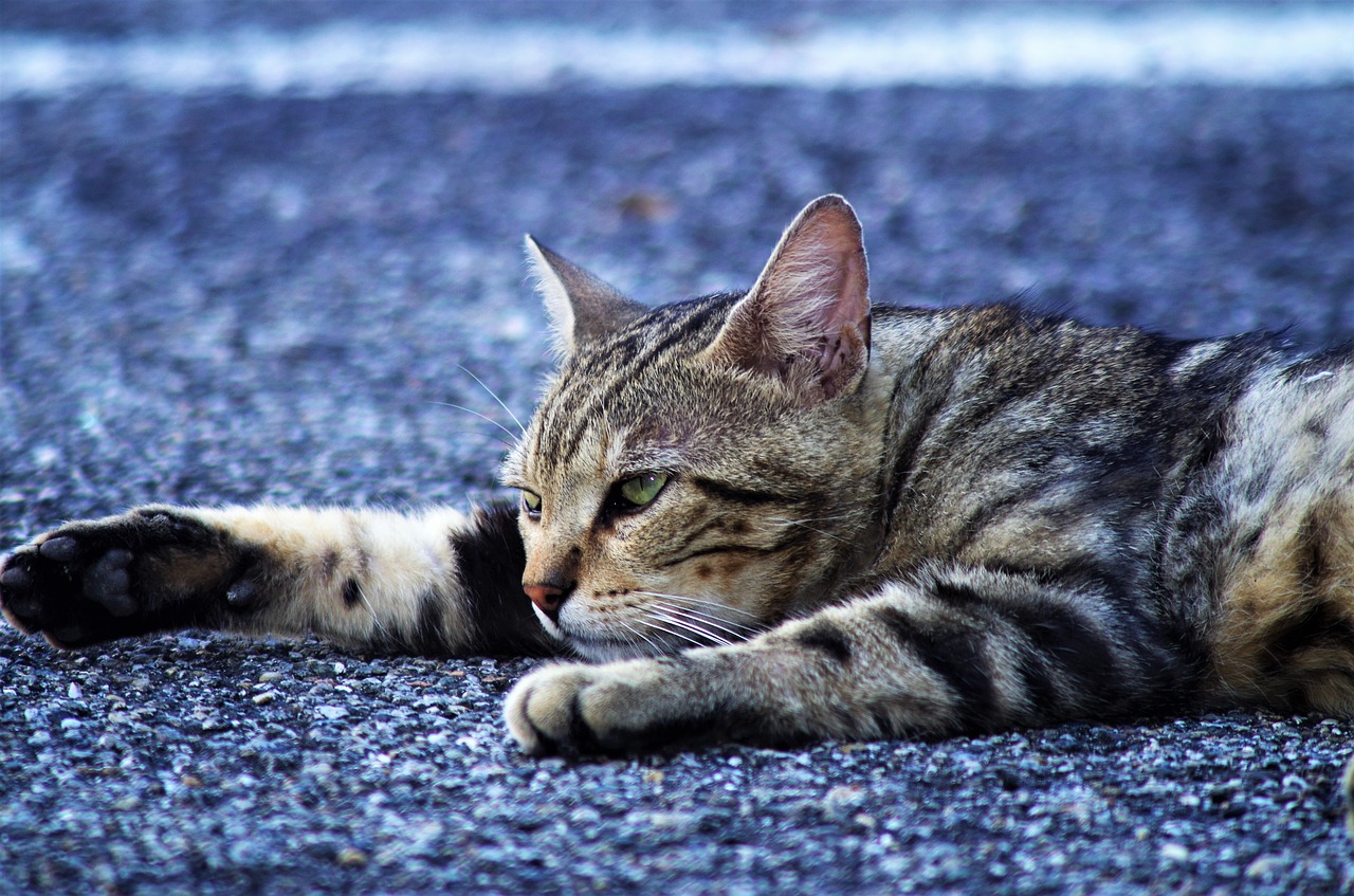 cat  cat european  calico cat free photo