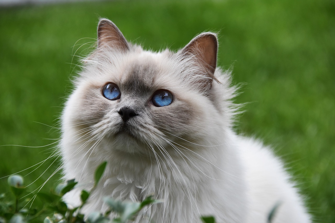 cat  pet  blue eyes free photo