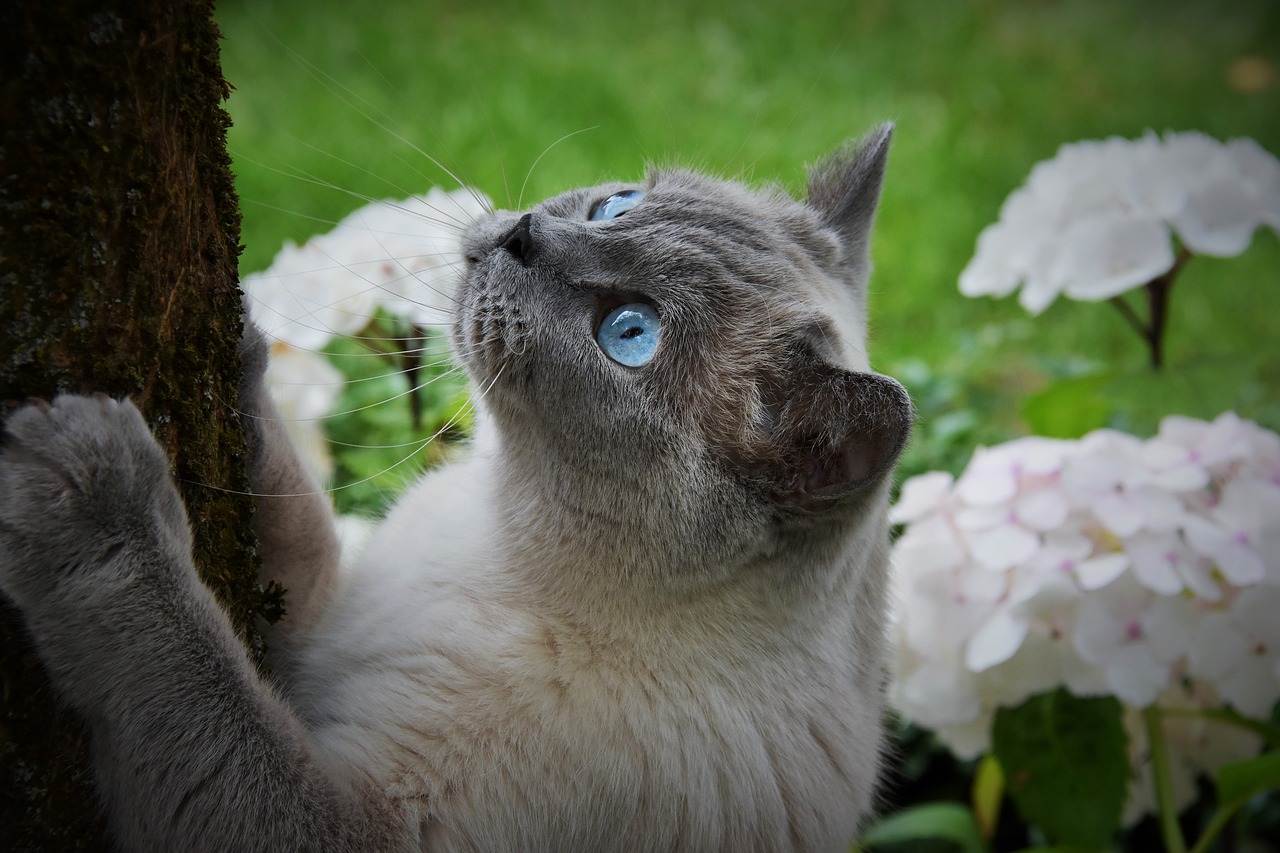 cat  pet  blue eyes free photo