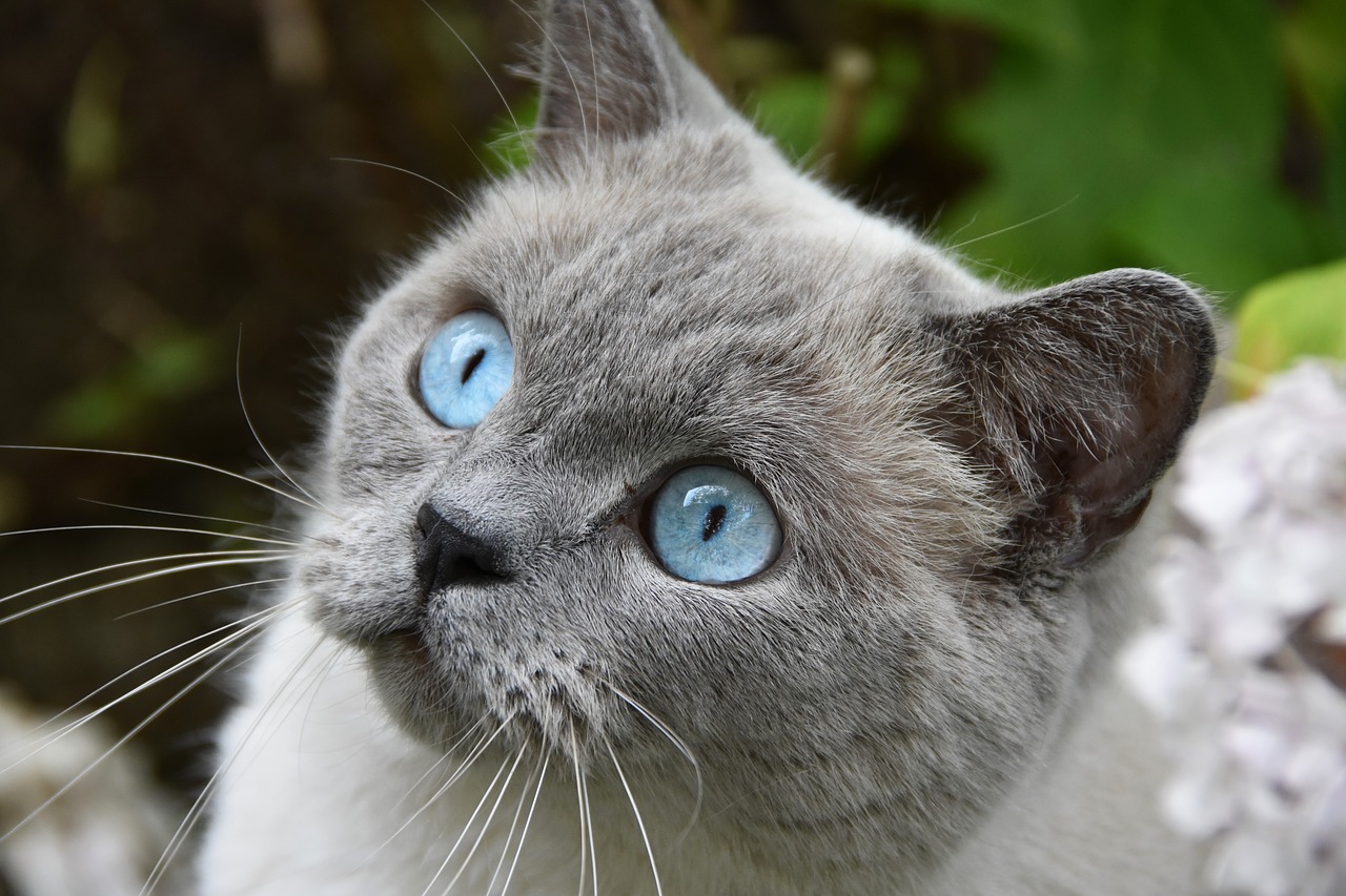 cat  pet  blue eyes free photo