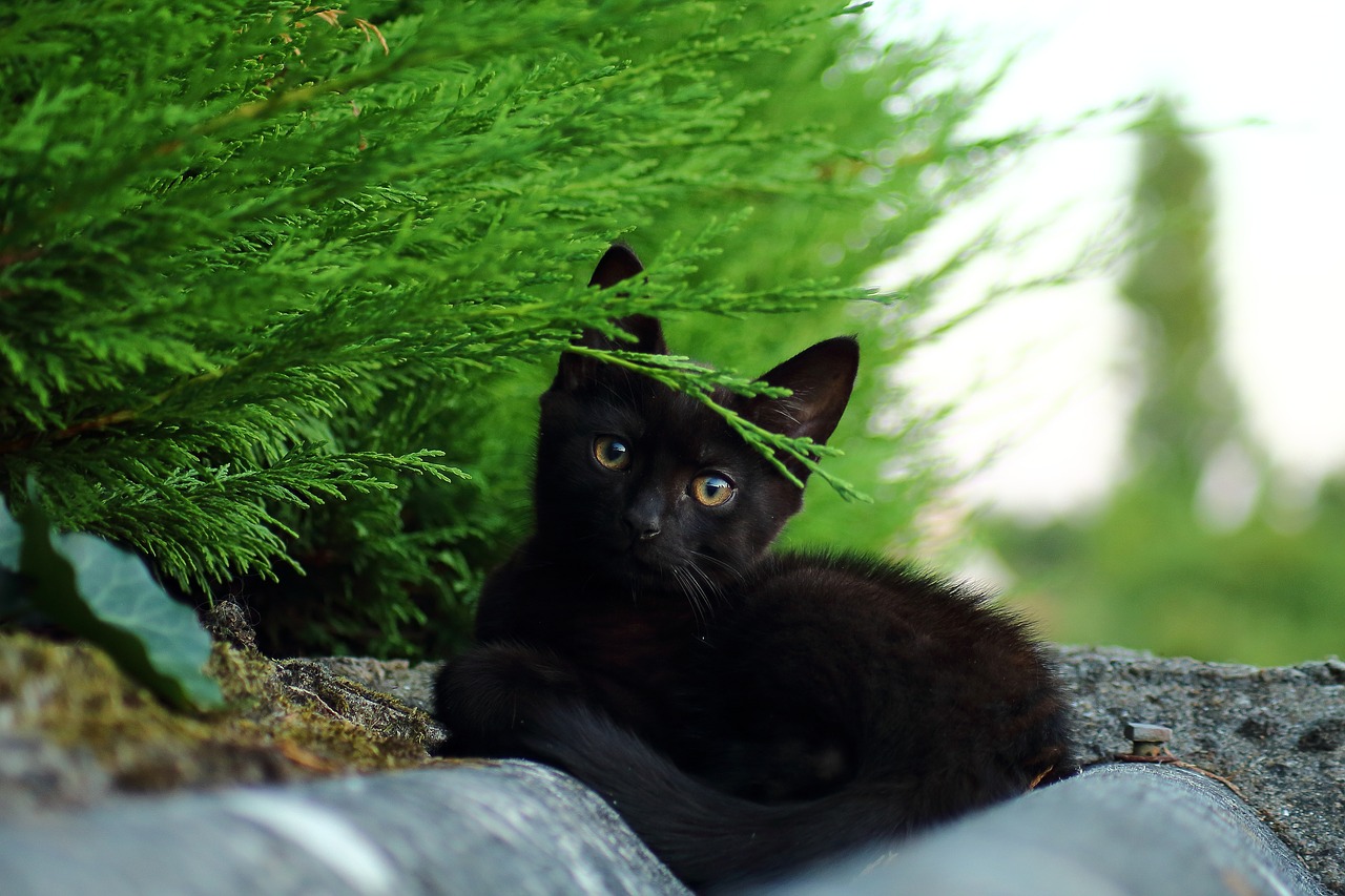 cat  kitten  wild free photo