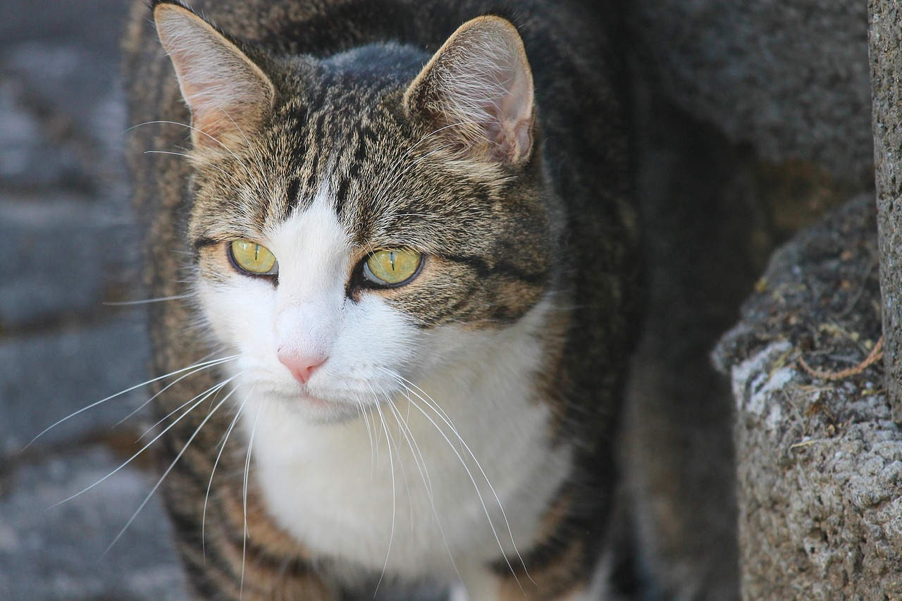 cat  domestic cat  green eyes free photo