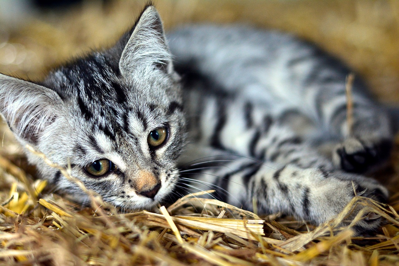 cat  young animal  kitten free photo