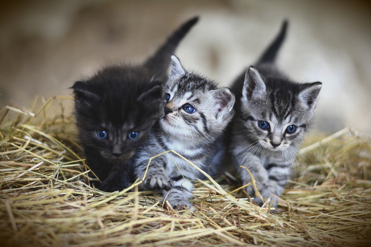 cat  young animal  kitten free photo