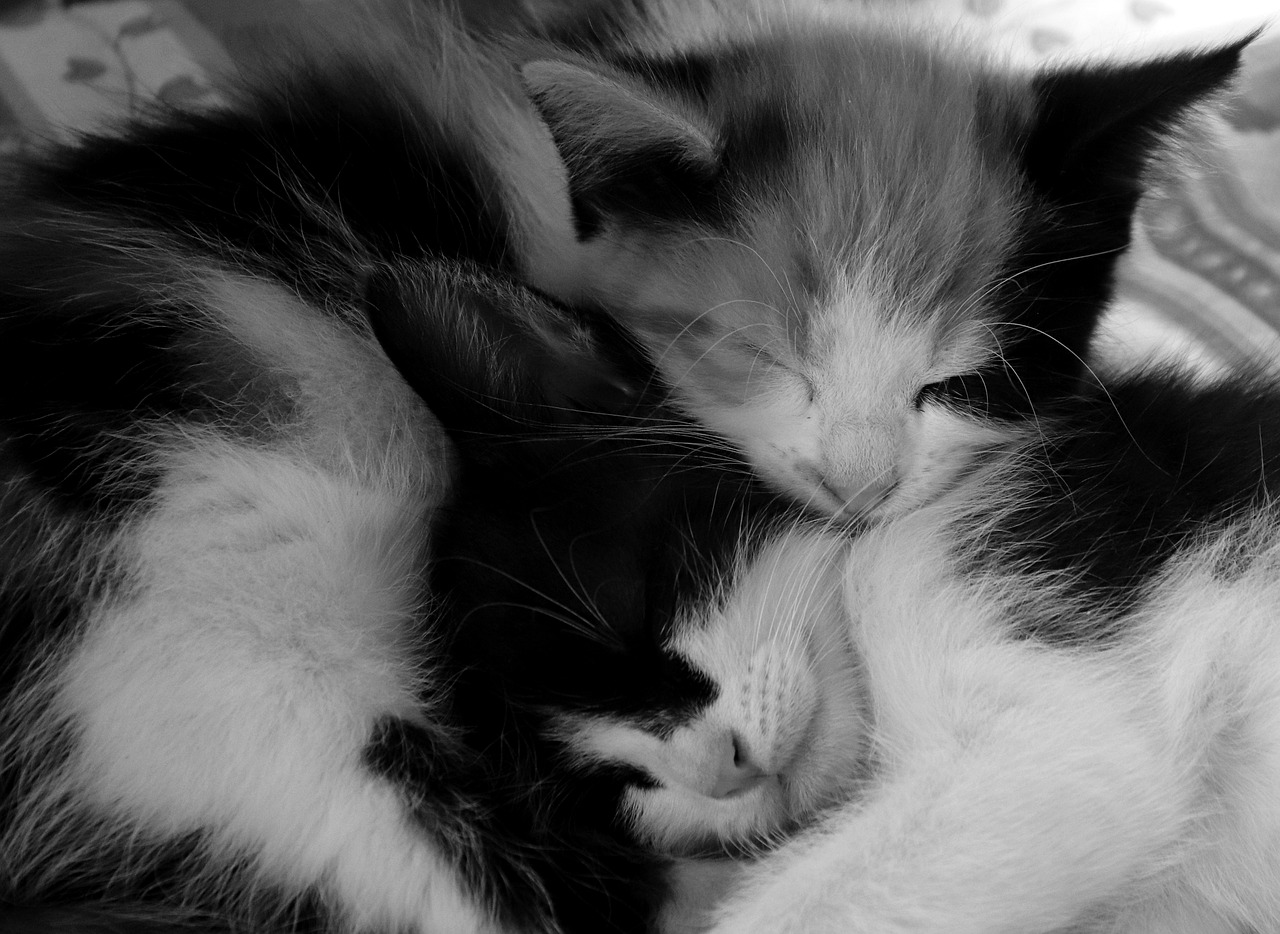 cat  sleep  animal free photo