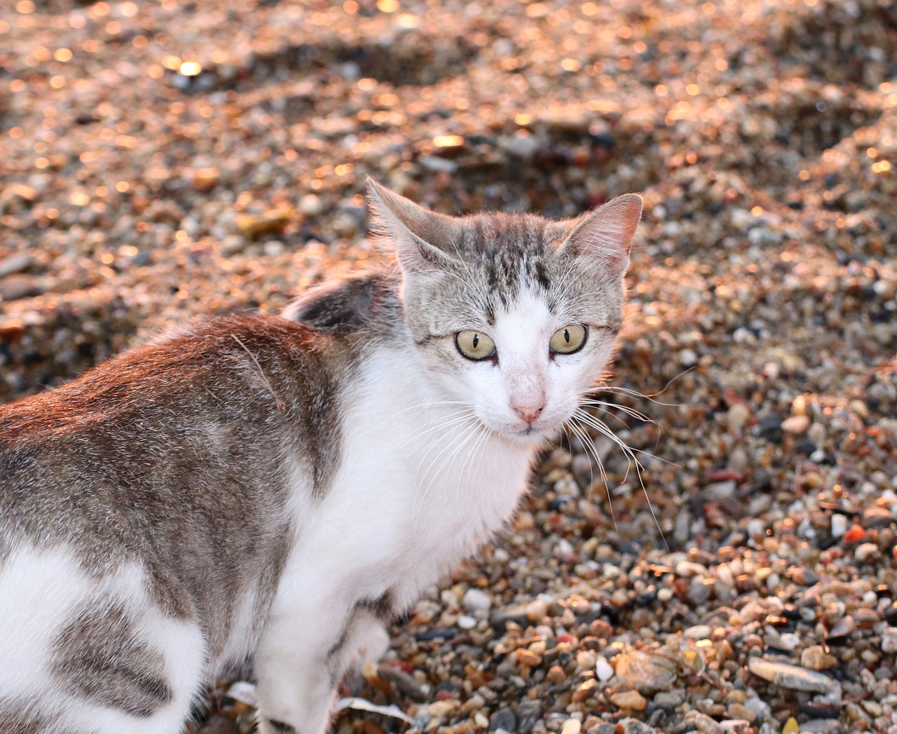 cat  beach  animal free photo