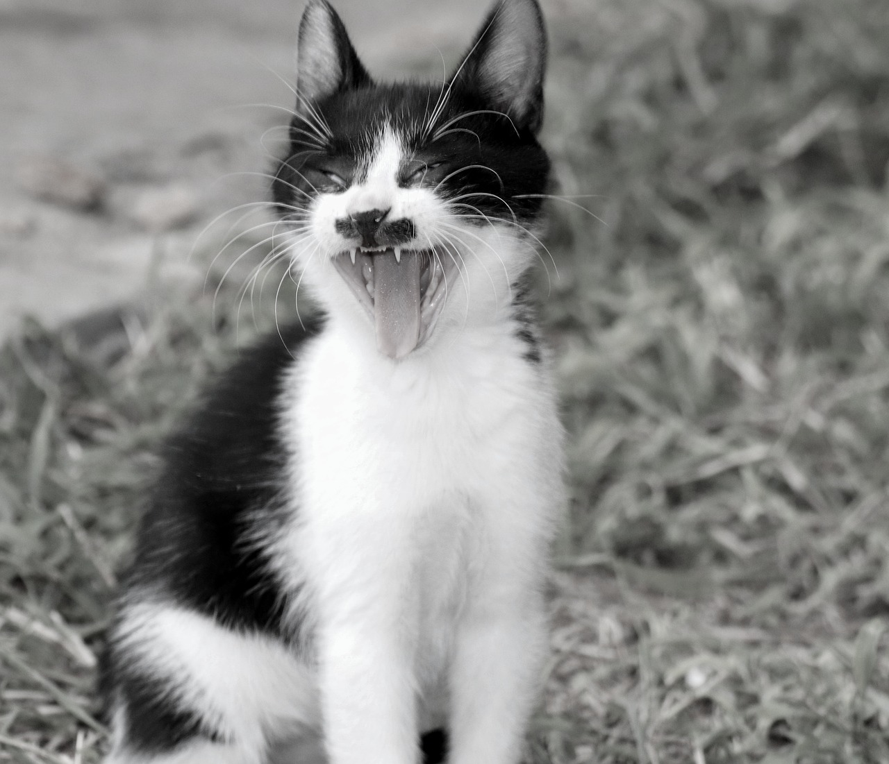 cat  yawn  tooth free photo