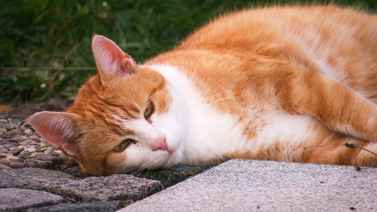 cat  rest  thoughtful free photo