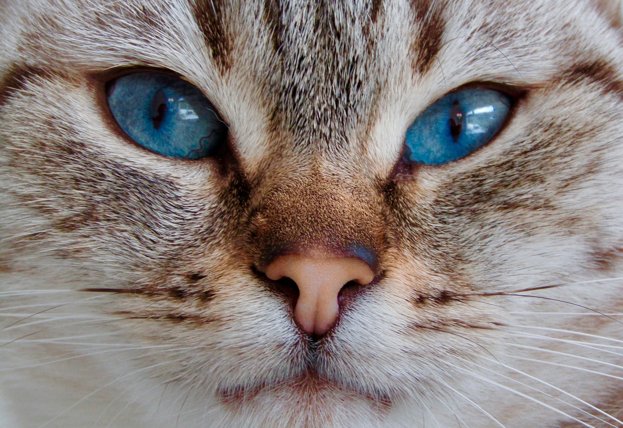 cat  blue eyes  animal free photo