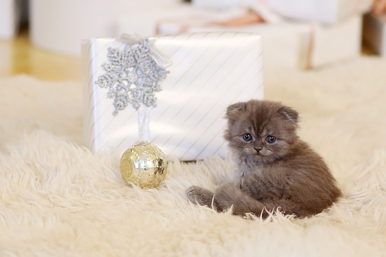 cat  kitten  new year's eve free photo