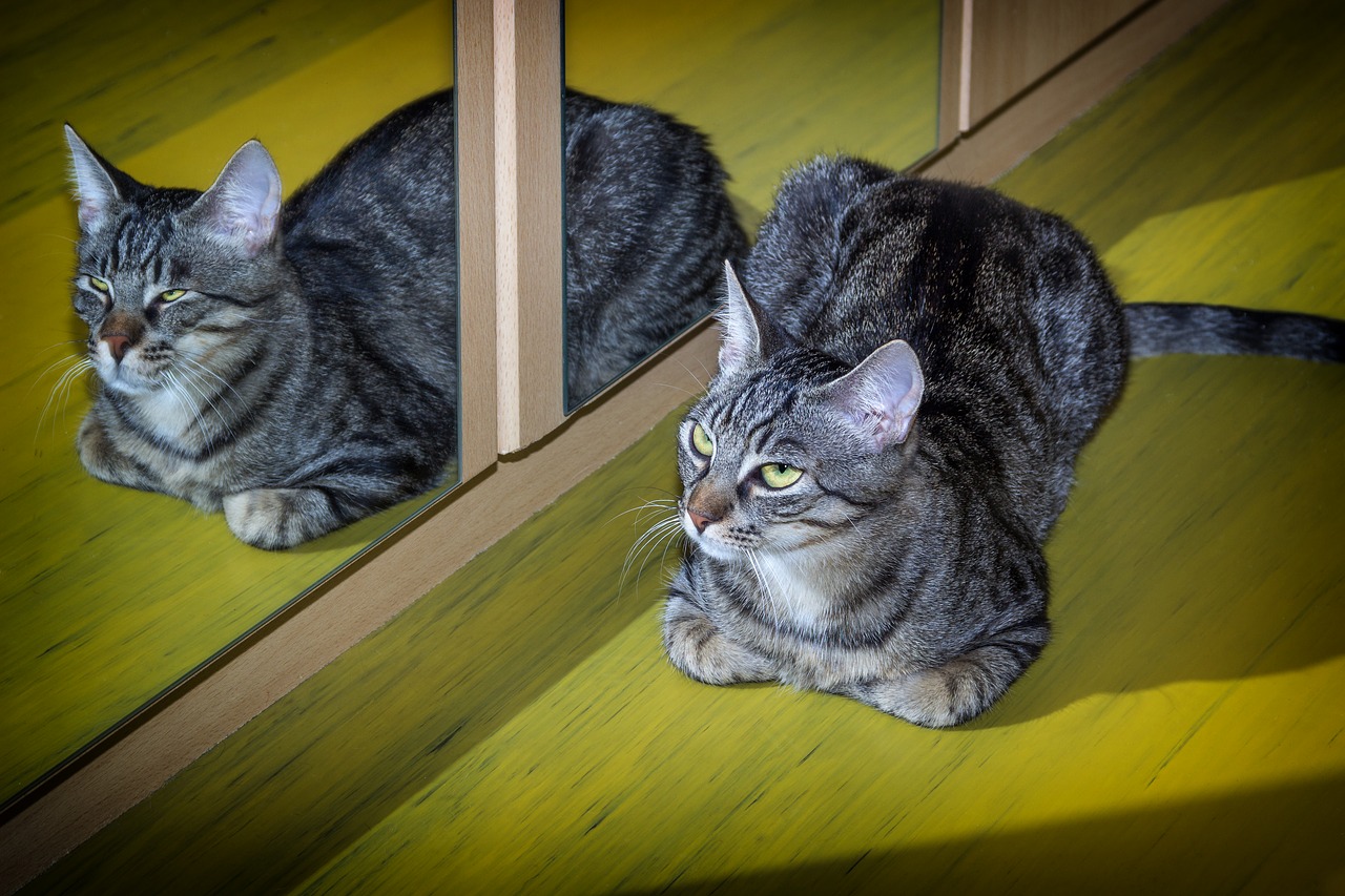 cat  pet  mirroring free photo