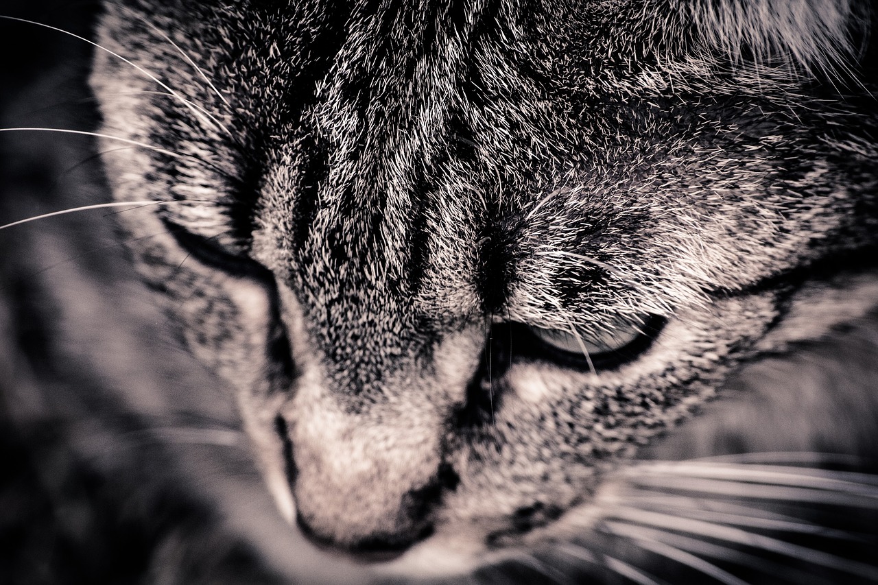 cat  animal  portrait free photo