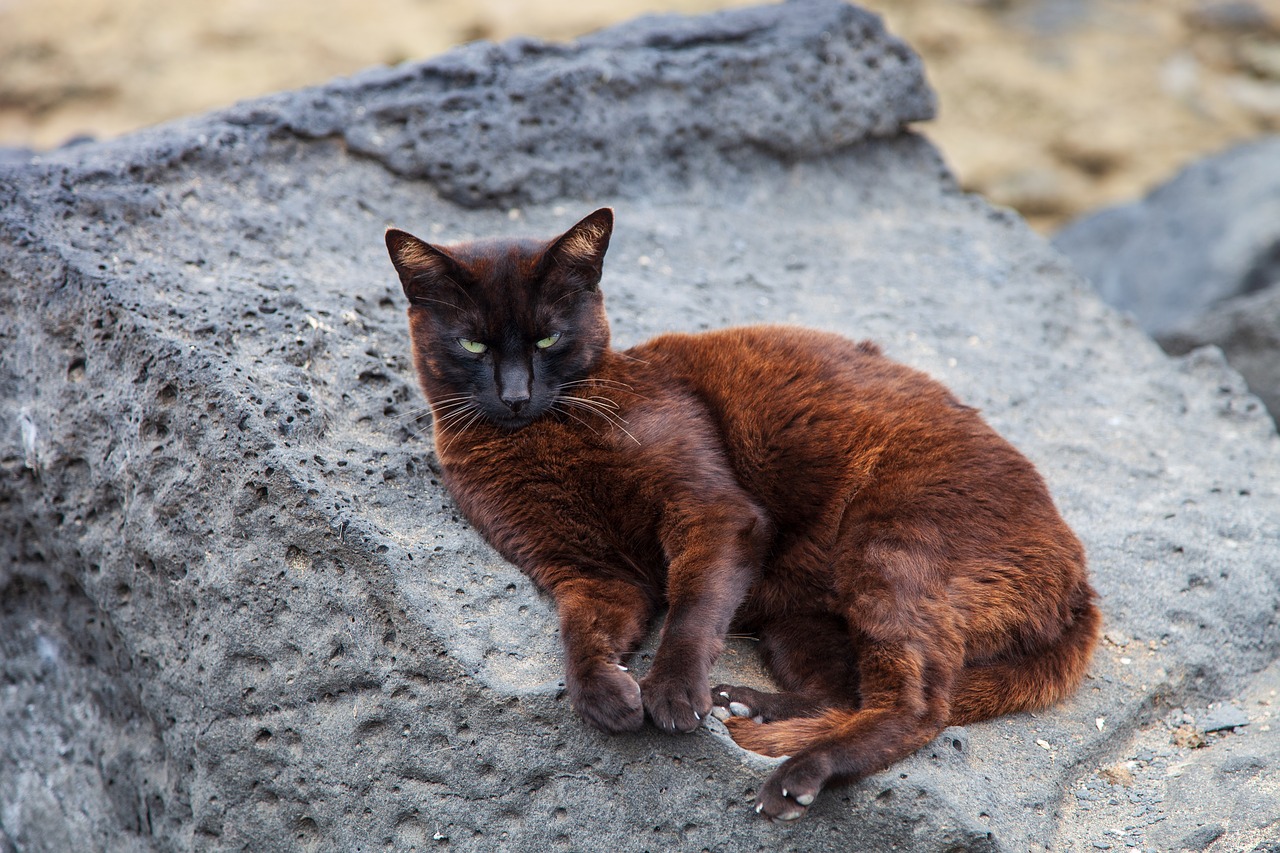 cat  street  rock free photo