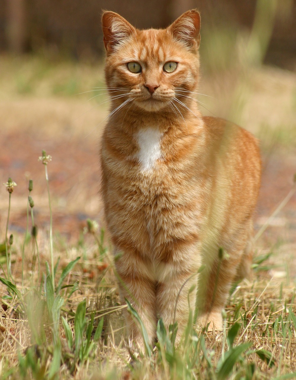 cat animal red free photo