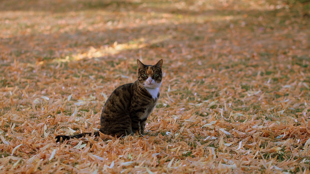 cat  leaf  grass free photo