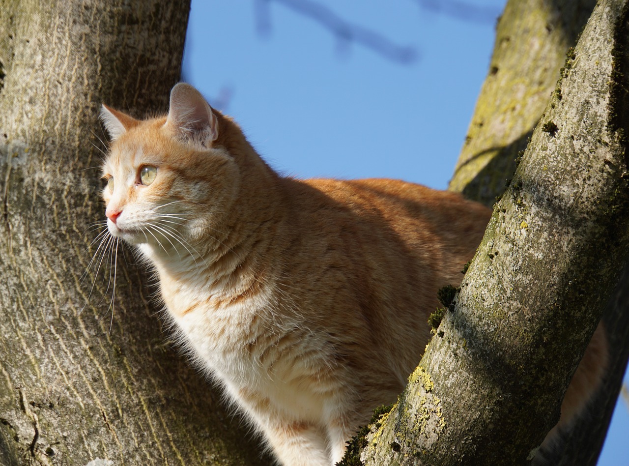 cat  tree  animal free photo