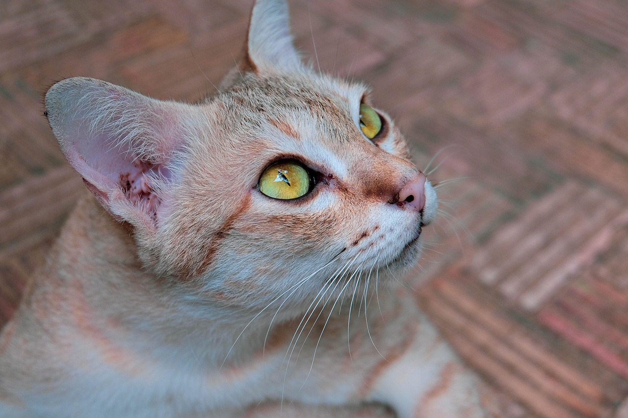 cat  eyes  animals free photo