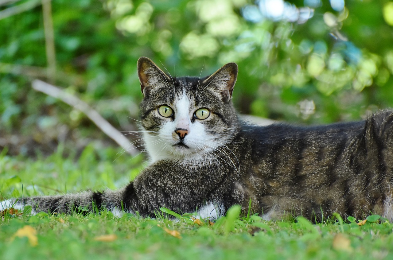 cat  domestic cat  pet free photo