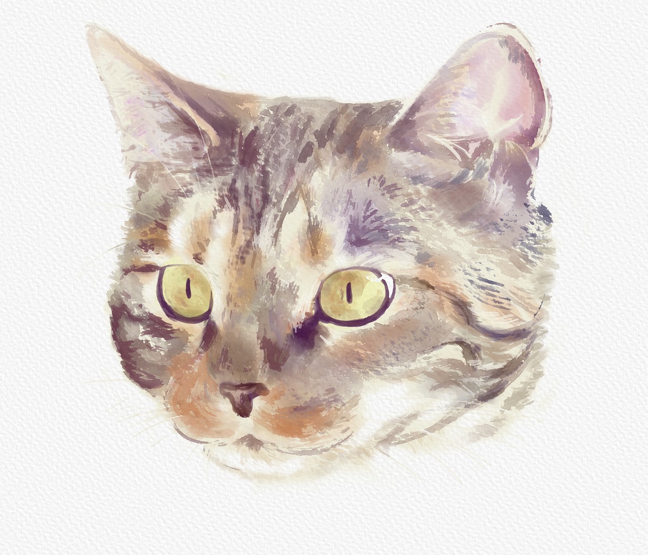 cat  watercolor  digital free photo