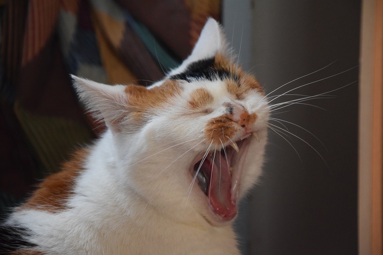 cat  animals  yawn free photo