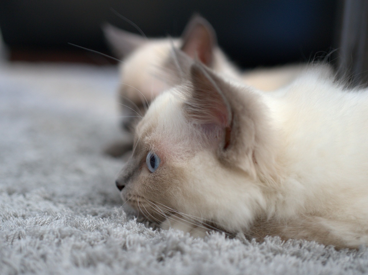 cat  siamese cat  siamese free photo