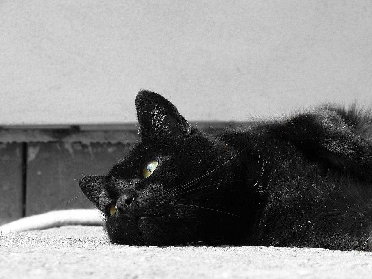 cat black eyes free photo