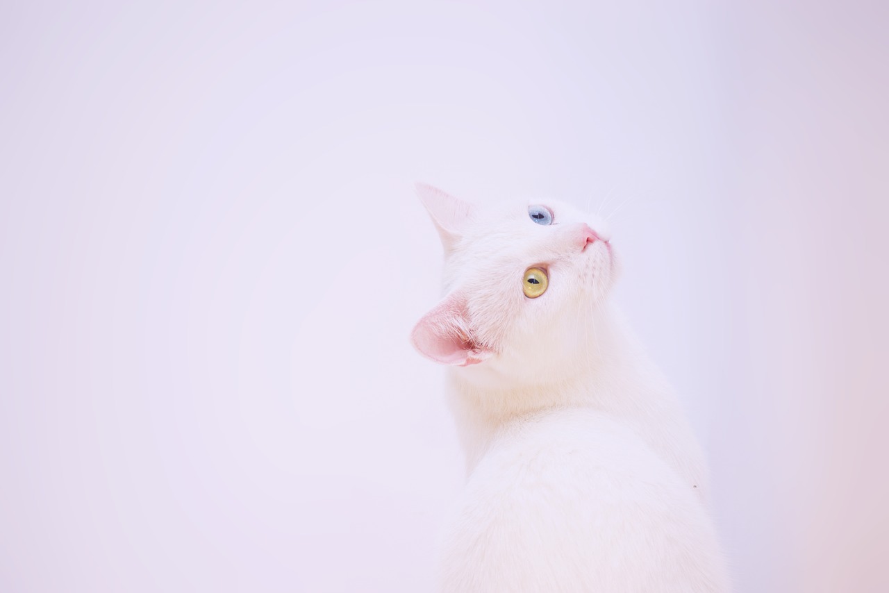 cat  white  angora free photo