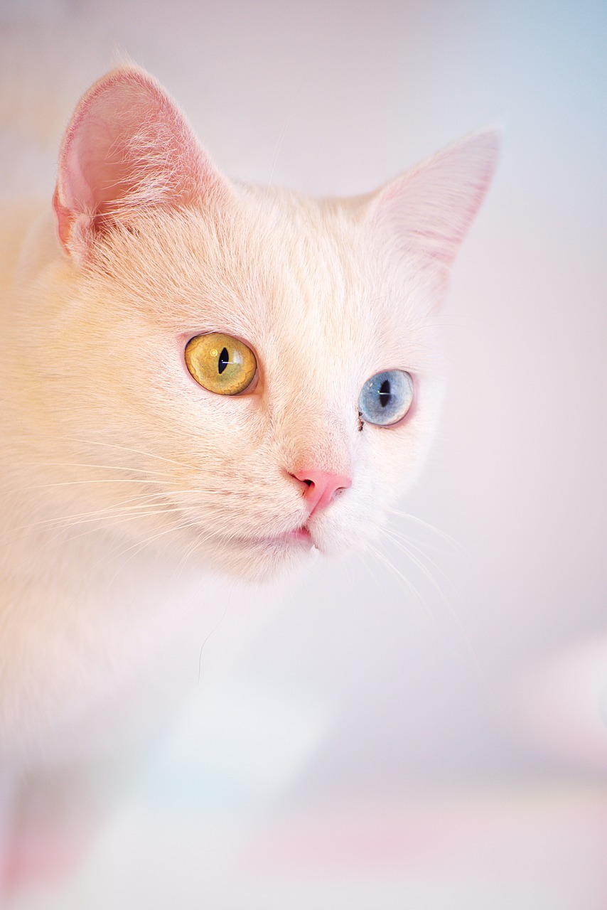 cat  white  angora free photo