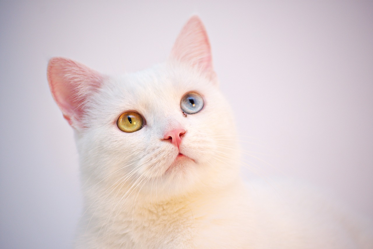 cat  white  angora free photo