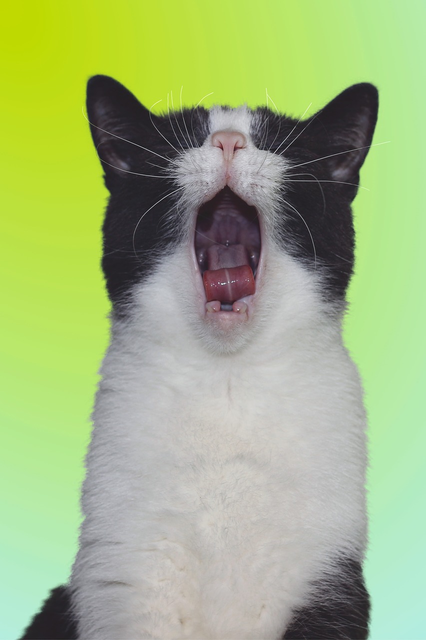cat  yawning  tooth free photo
