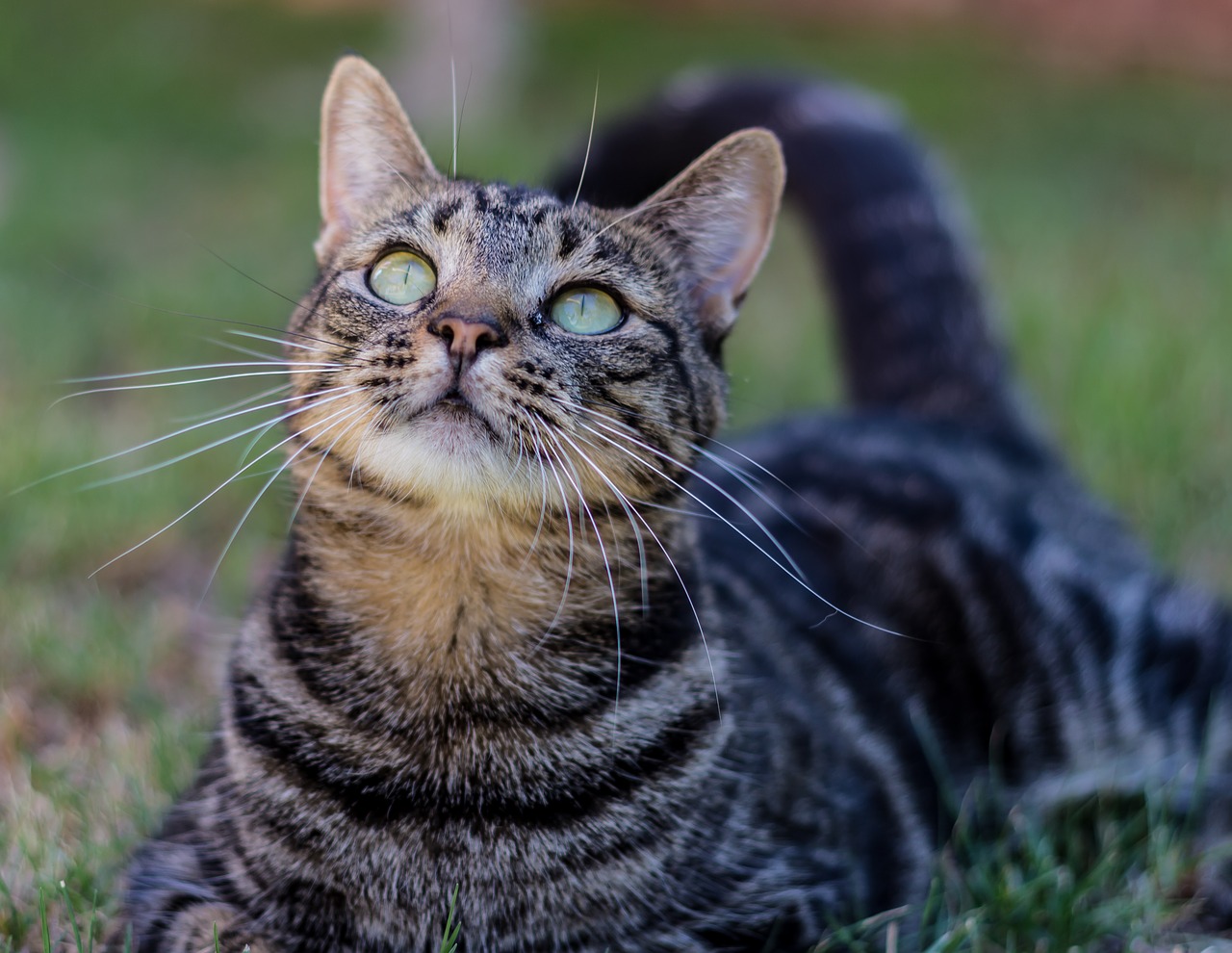 Кошки природные убийцы.