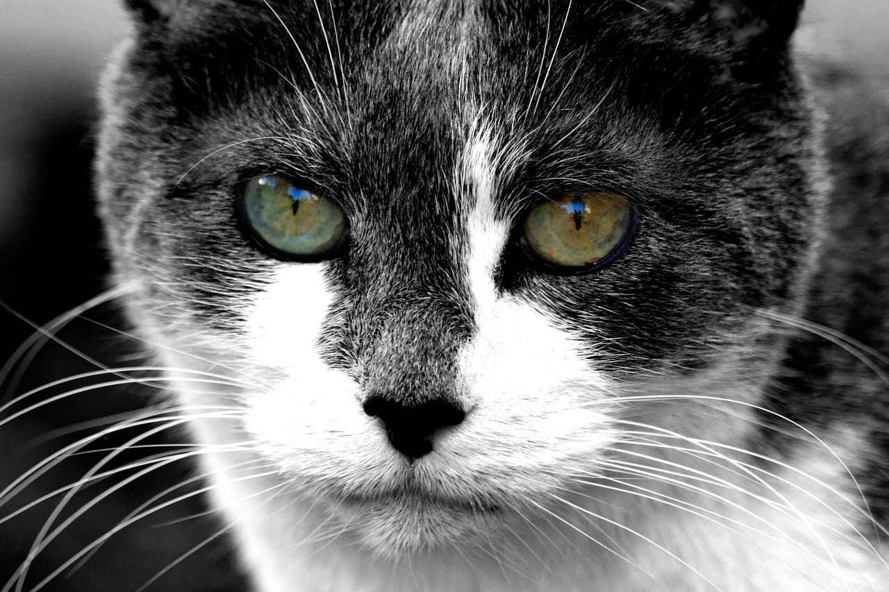 cat  eyes  pet free photo