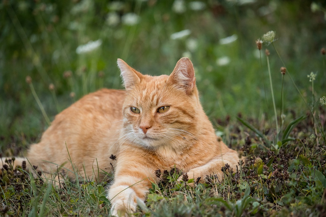 cat  domestic cat  animal world free photo