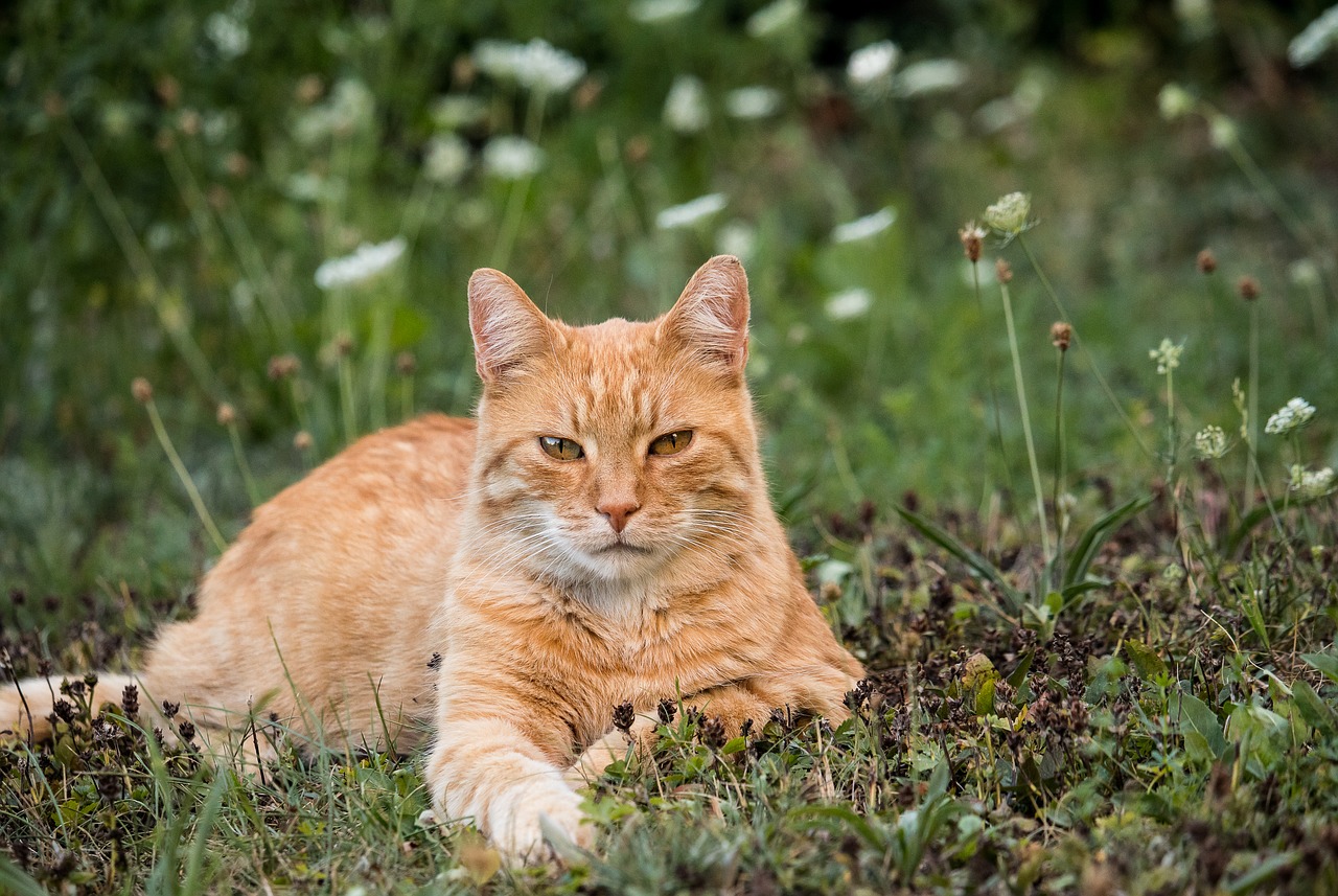 cat  domestic cat  animal world free photo