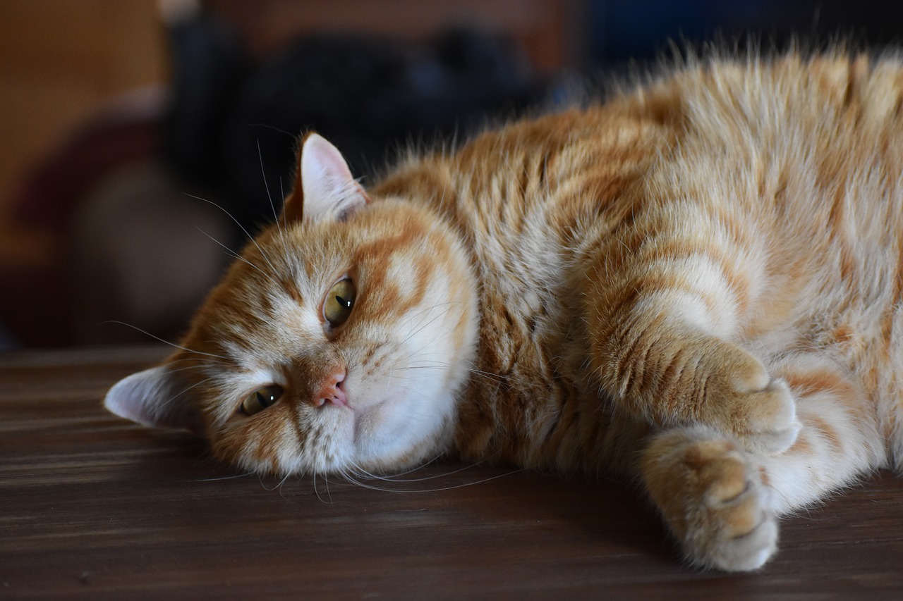 cat  redhead  striped free photo