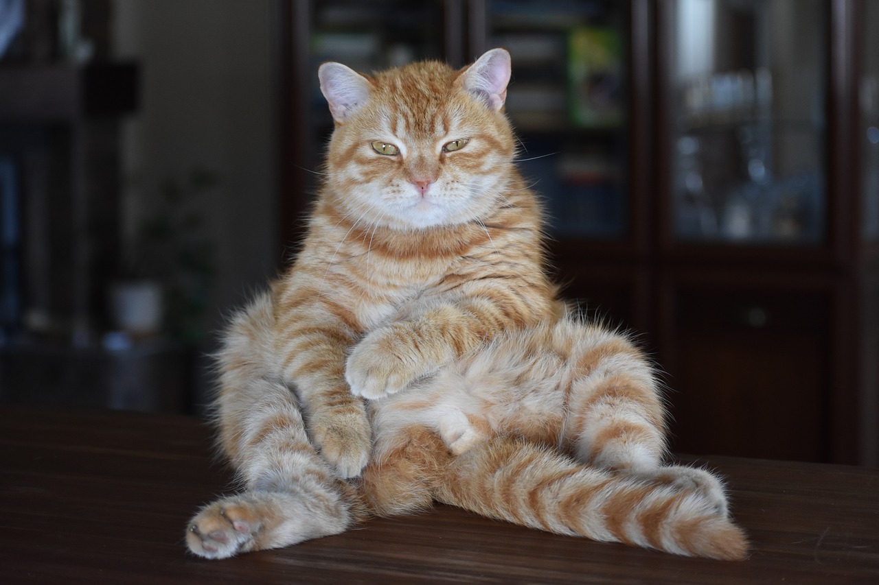 cat  redhead  striped free photo