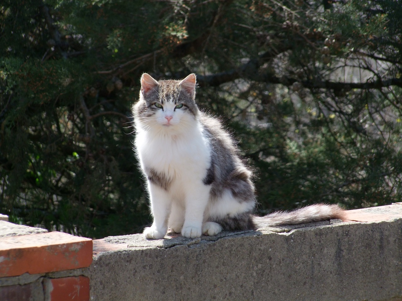 cat  on the wall  animal free photo