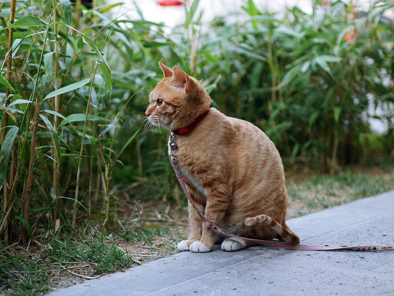 cat yellow cute free photo