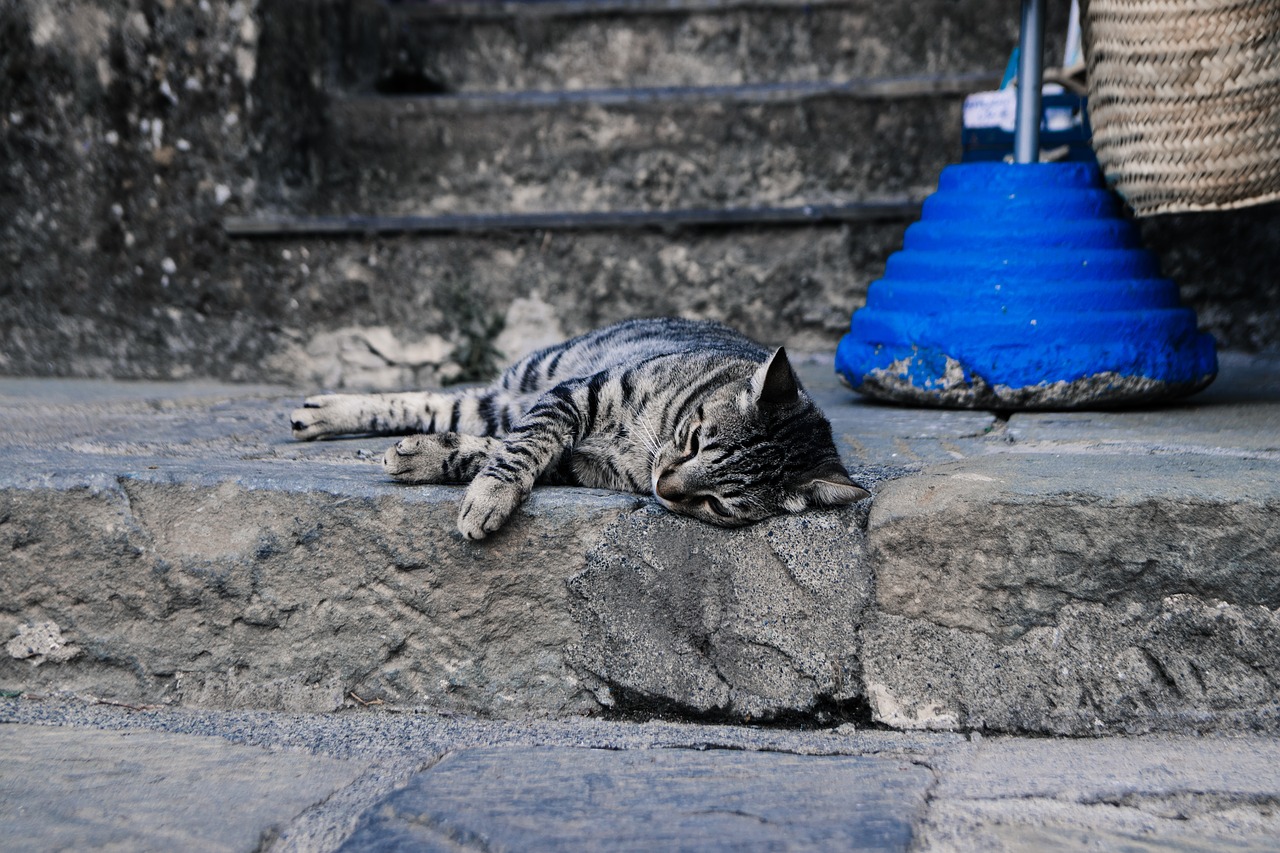 cat  relaxed  domestic cat free photo